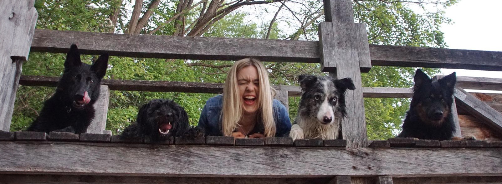 Hunde_Brücke